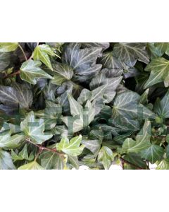 Hedera hel. 'Maple Queen' P14