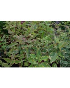 Cornus alba 'Gouchaultii' 60-80 cm C2