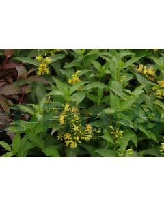 Diervilla sessilifolia 'Butterfly' C3