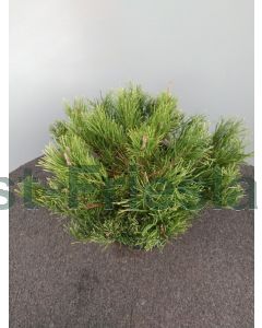 Pinus mugo 'Pumilio' 40-50 cm C7.5