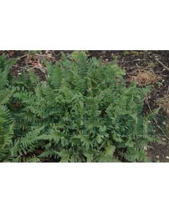 Polypodium vulgare C2