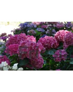 Hydrangea m. 'King George V' C7.5