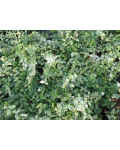 Euonymus fort. 'Silverstone' C2