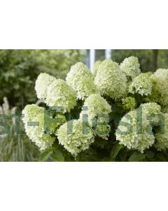 Hydrangea pan. 'Little Spooky' C7.5