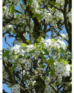 Pyrus calleryana 'Chanticleer' 10/12 drkl leischerm 200 cm stam