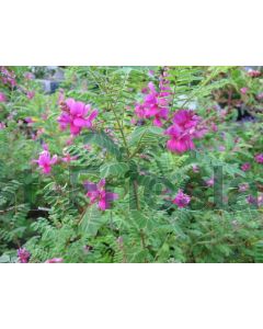 Indigofera heterantha C3