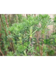 Artemisia abrotanum P9 / 24 per kist