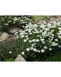 Arenaria montana P9 / 24 per kist