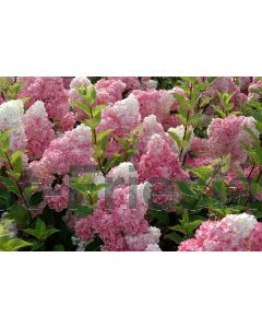 Hydrangea pan. 'Vanilla Fraise' ® 125-150 cm C20