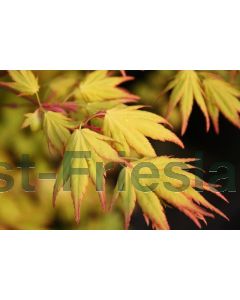 Acer pal. 'Orange Dream' 100-125 cm C7.5