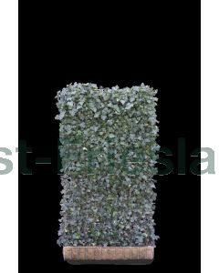 Hedera hel. 'Woerner' Haagelement b120 x h220 cm