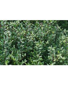 Ilex cren.'Caroline Upright' C15 Ø 40 cm bolvorm