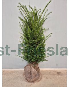 Taxus baccata 100-125 cm kluit extra