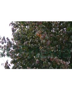 Parrotia persica 'Vanessa' 400-450 cm C290 Meerstam