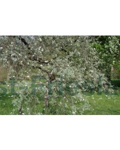 Pyrus salicifolia 'Pendula' 10/12 C40 beveerd