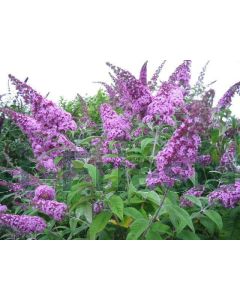Buddleja dav. 'Pink Delight' 150-175 cm C20
