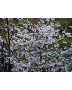 Prunus 'The Bride' 200-250 cm C75 Meerstam