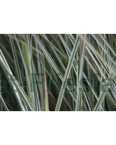 Miscanthus sin. 'Morning Light' 100-125 cm C20
