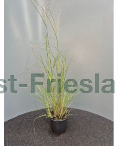 Miscanthus sin. 'Yaku Jima' C2