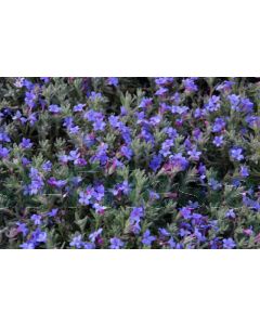 Lithodora diffusa 'Heavenly Blue' P12