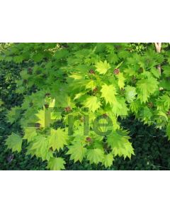 Acer shirasaw. 'Aureum' 40-50 cm C5