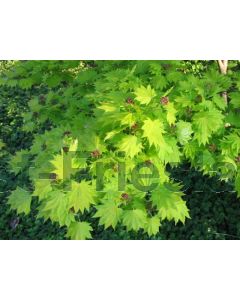 Acer shirasaw. 'Aureum' 50-60 cm C10