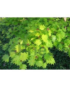 Acer shirasaw. 'Aureum' 100-125 cm C20