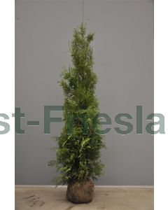 Thuja occ. 'Brabant' 200-225 cm kluit