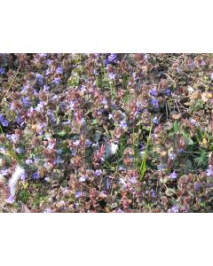 Glechoma hederacea P9 / 24 per kist