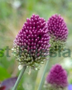 Allium sphaerocephalon 6/+ per 100