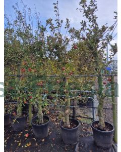 Malus d. 'Elstar' C50 Oude stam