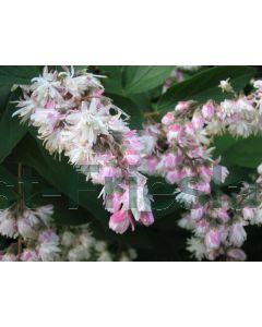 Deutzia cren. 'Pride of Rochester' C3