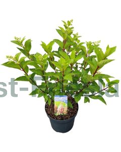 Hydrangea pan. 'Pinky 'Winky'® C7.5