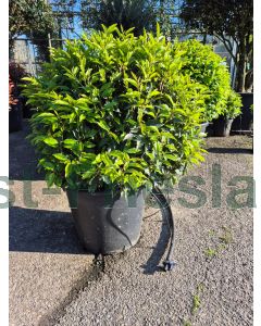 Prunus l. 'Angustifolia' C70 Ø 80 cm bolvorm