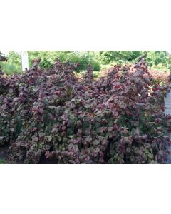 Corylus avellana 'Red Majestic' 150-175 cm C20