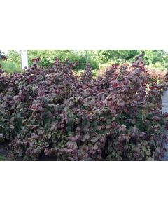 Corylus avellana 'Red Majestic' 125-150 cm C12