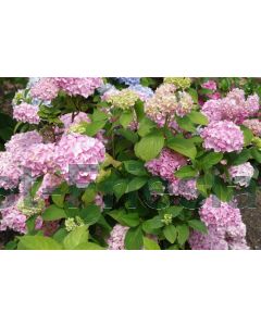 Hydrangea m. 'Bouquet Rose' 60-80 cm C20