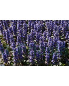 Ajuga reptans 'Braunherz' P9 / 24 per kist