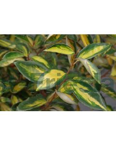 Elaeagnus ebb. 'Limelight' 175-200 cm C90