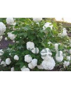 Viburnum op. 'Roseum' 30-40 kw 2-tak