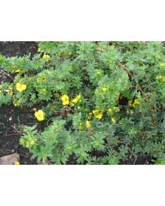 Potentilla f. 'Goldstar' C3