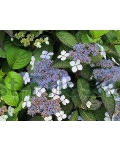 Hydrangea serr. 'Bluebird' 60-80 cm C20