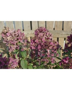 Hydrangea pan. 'Wim's Red'® 80-100 cm C20