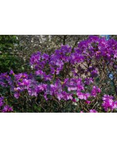 Rhododendron 'Praecox' 25-30 cm C2