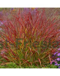 Panicum virg. 'Rotstrahlbusch' C3