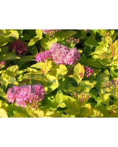 Spiraea jap. 'Golden Princess' 30-40 kw 2-3 tak