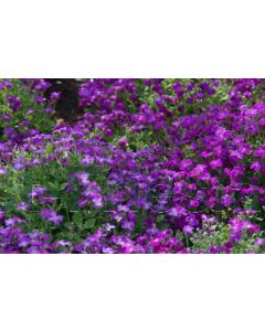 Aubrieta 'Cascade Purple' P9 / 24 per kist
