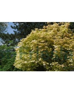 Acer pseud. 'Brilliantissimum' 8/10 C35 220 cm stam