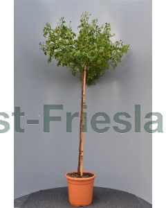Rosa Heidetraum C9 90 cm stam