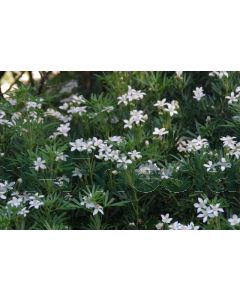 Choisya tern.'White Dazzler' C3